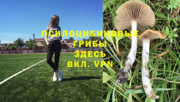 ПСИЛОЦИБИНОВЫЕ ГРИБЫ Белокуриха